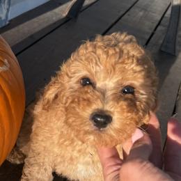 Poodles from Savannah Unger