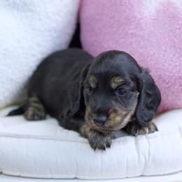 UP - Reserved - Brindle male Dachshund puppy in Graceville, Florida from Misty's 101 Doxies
