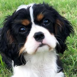 Cavalier King Charles Spaniels from Pisteuo Cavalier King Charles Spaniels