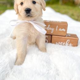 Golden Retriever Puppies from All shades Golden