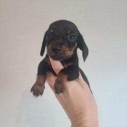Jelly Belly - Black and tan male Dachshund puppy in Okeechobee, Florida from Far Far Away Dachshunds