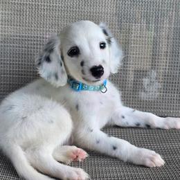 Zazu (LUA Longcoat) - White and black male Dalmatian puppy in Salem, Missouri from Paradise Spots Dalmatians