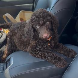 Copper Coast - Brown male Poodle puppy in Corona, California from Garden Of Poodles