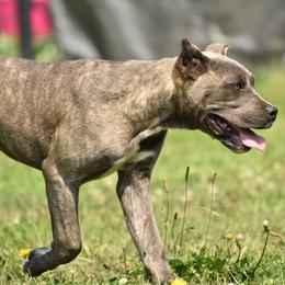 Cane Corso Puppies from Willow Creek Cane Corsos