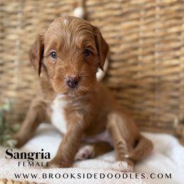 Sangria - Red female Bernedoodle puppy in Murrieta, California from Brookside Bernedoodles