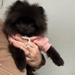 Bellamy - Black female Pomeranian puppy in Menifee, California from Petite Poms Of CA