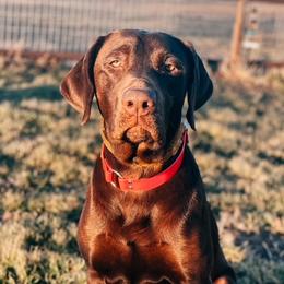 Dixie - Labrador Retriever