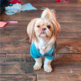 Bennie - Liver male Shih Tzu puppy in Jenks, Oklahoma from Northstar Shih Tzu