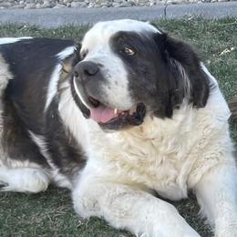 Newfoundlands, Saint Berdoodles, and Saint Bernards from Blue Heart Kennel
