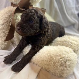 Labradoodle Puppies from Molly’s Doodles