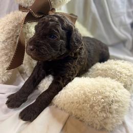 Labradoodle Puppies from Molly’s Doodles
