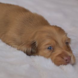 Pippin - Dapple male Dachshund puppy in Lowell, Indiana from DesForges Dachshunds.