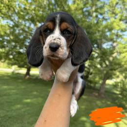 Basset Hound Puppies from Carrier Bassets