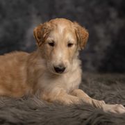 Boy 1 - Gold Borzoi puppy in Des Moines, Iowa from Luxor Borzoi