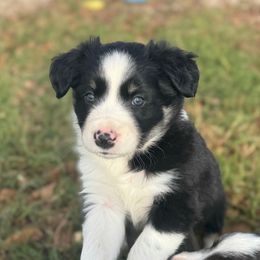 Vixen - Tri-color male Border Collie puppy in Erwin, North Carolina from Herd That Farms