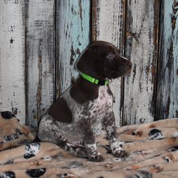 Boy 4-lime green - Liver and white male German Shorthaired Pointer puppy in Riverdale, Michigan from Ninemire Farm