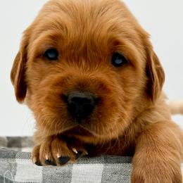 Golden Retrievers from Allegheny River Retrievers