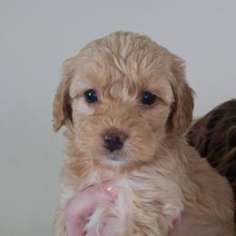 Maggie - Buff and white female Cockapoo puppy in Galena, Illinois from Perry's doodles