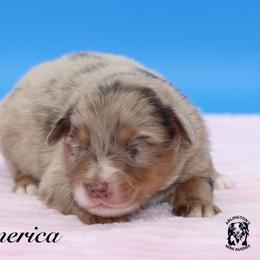 America - Red merle female Miniature Australian Shepherd puppy in Weeki Wachee, Florida from Arlington's Mini Aussies