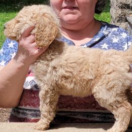 Poodle Puppies from Susan's Poodles