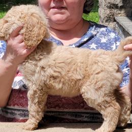 Poodle Puppies from Susan's Poodles