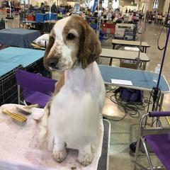 Welsh Springer Spaniels from Renascent Welsh Springer Spaniels