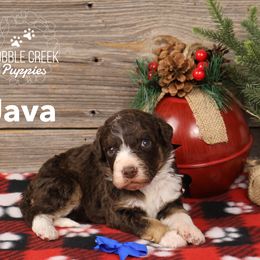 Java - Tri-color male Bernedoodle puppy in Heyworth, Illinois from Cobble Creek Puppies