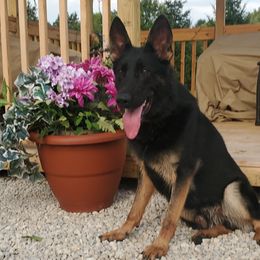 Hahnz - German Shepherd