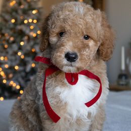 Oak - Apricot male Goldendoodle puppy in Temecula, California from Temecula Creek Doodles