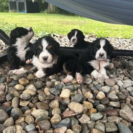 Bernedoodles from Just 2 Berners