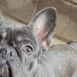 French Bulldogs from French Houzz