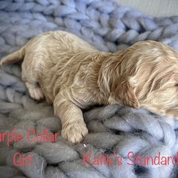 Poodle Puppies from Katie’s Standard Poodles