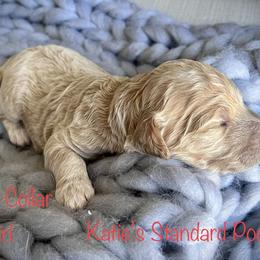 Poodle Puppies from Katie’s Standard Poodles