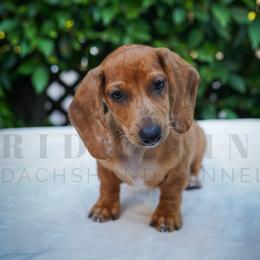 Powder - Red female Dachshund puppy in Temecula, California from Naomi Magee's Dachshund Kennel