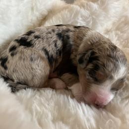 Girl 2 - female Aussiedoodle puppy in Orange Cove, California from Sand Creek Ranch Aussiedoodles