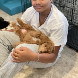 Poodle Puppies from Grandy’s Pretty Poodles