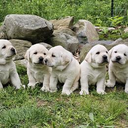 Blue collar - Yellow male Labrador Retriever puppy in Plainwell, Michigan from Preuss Puppies