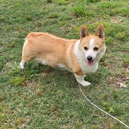 Queen - Pembroke Welsh Corgi