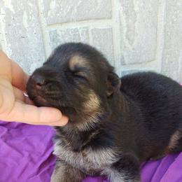 Girl purple - Black and red female German Shepherd puppy in Mccool Junction, Nebraska from Sininger Lagoon