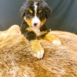 Bosco - Tri-color male Bernese Mountain Dog puppy in Alabama from Dogwood Creek Bernese