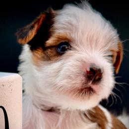 Girl 5 brown - Parti female Yorkshire Terrier puppy in Machesney Park, Illinois from Three Yorkie Family
