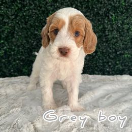 Brown boy - Red Australian Labradoodle puppy in Modesto, California from Two Doods Doodles
