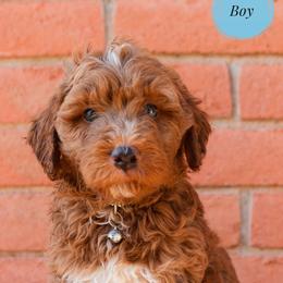 Aussiedoodle and Goldendoodle Puppies from Ever After Doodles Arizona