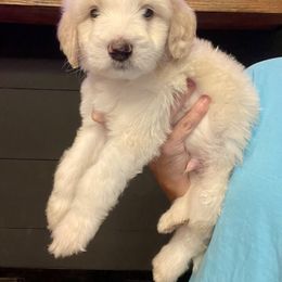Buddy - Brown and white male Sheepadoodle puppy in Winfield, Alabama from Rose Lane Doodles