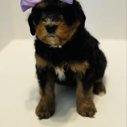 Light purple - Tri-color female Bernedoodle puppy in Casper, Wyoming from 307 Doodles