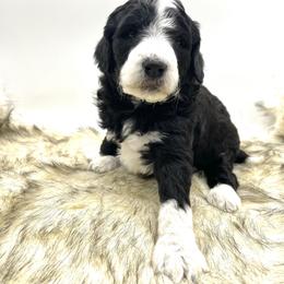 Aussiedoodle Puppies from Deep Creek Mini Aussiedoodles