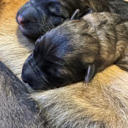 Boy 1 - Black and red male German Shepherd puppy in Litchfield, Ohio from Eden Shepherds