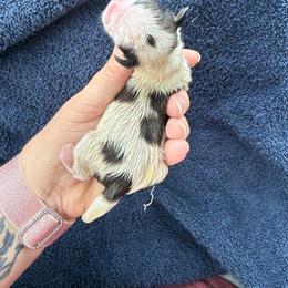 Boy 1 - Red and white male Shih Tzu puppy in Berkeley Springs, West Virginia from Sandridge Shih Tzus