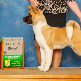 Akita Puppies from Majestic Valley Farms