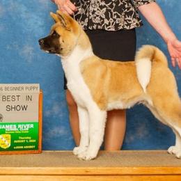Akita Puppies from Majestic Valley Farms